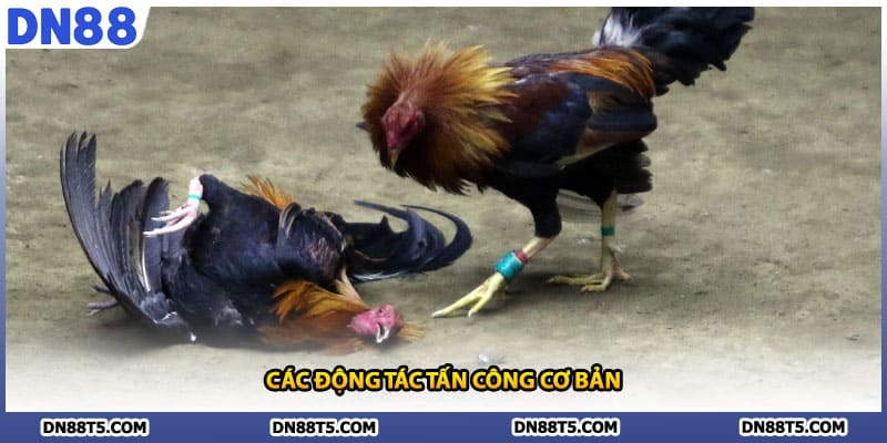 Các động tác tấn công cơ bản