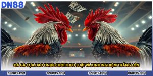 Đá Gà Cựa Dao DN88 Chơi Theo Luật Và Kinh Nghiệm Thắng Lớn