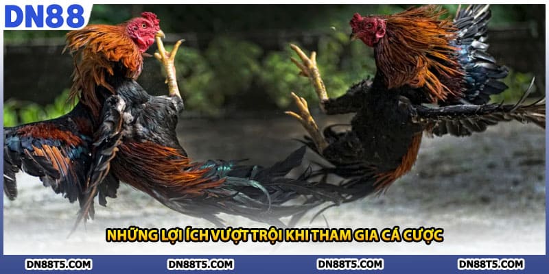 Những lợi ích vượt trội khi tham gia cá cược