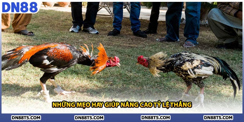Những mẹo hay giúp nâng cao tỷ lệ thắng