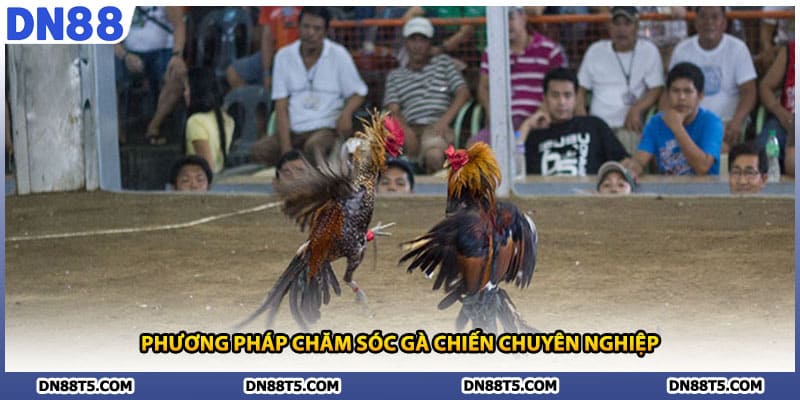 Phương pháp chăm sóc gà chiến chuyên nghiệp