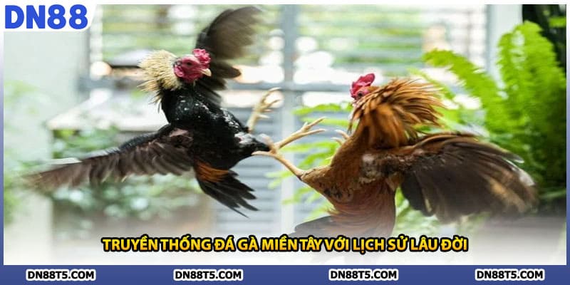 Truyền thống đá gà miền tây với lịch sử lâu đời
